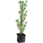 Doğaşık Fıstık Çamı Fidanı Bahçe İçin 1 Adet 20-30 cm Pinus Pinea