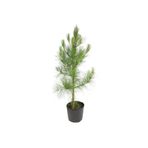 Doğaşık Fıstık Çamı Fidanı Bahçe Için 5 Adet 20-30 cm Pinus Pinea