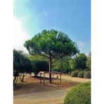 Doğaşık Fıstık Çamı Fidanı Bahçe Için 5 Adet 20-30 cm Pinus Pinea
