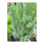 doğaşık Fıstık Çamı Saksıda 40-60 cm 2 yaş Pinus Pinea Dayanıklı ve Dekoratif