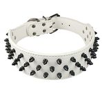 Dogs Kingdom Deri Siyah Çivili Çivili Köpek Tasması 5 cm Genişliğinde, 31 Sivri 52 Çivili Çukur Boğası, Boxer Yaka
