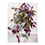 Dolgun Telgraf Çiçeği Alacalı Yeşil 1 Adet Makrome Saksılı 30-50Cm, SRD02102024NA12