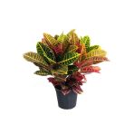 Donmez Çiçek Kraton Bitkisi 60 Cm Boy Croton Petra 17 Cm Saksı Çapı Kroton Ev Ofis Ve Salon Bitkisi