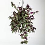 Dönmez Çiçek Telgraf Çiçeği Askılı Saksı Tradescantia Zebrina Çiçeği