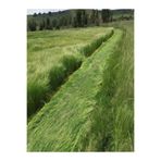 Dört Mevsim Tohumculuk Teff Grass Yazlık Ot Tohumu - 5 KG