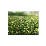 Doruk Fidancılık 55 Adet Salep Fidesi Fidanı