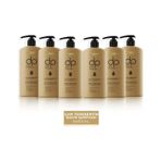 Dp Daily Perfection Şampuan Çam Terebentin 6 x 800 ML