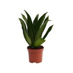 Dracaena Compacta