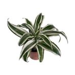 Dracaena Deremensis