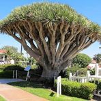 Dracaena Draco Dragon Ağacı Ejderha Ağacı 3 Adet Tohum