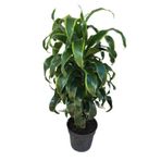 Dracaena Fragrans 'Dorado'