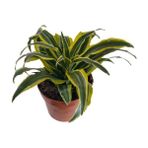 Dracaena Fragrans Lemon Lıme