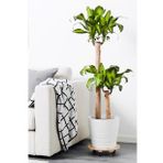 Dracaena Fragrans Massengena - 2 Gövdeli - Ev Ofis Salon Iç Mekan Bitkisi - 110 Cm