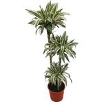 Dracaena Fragrans 'White Jewel'