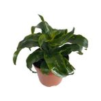 Dracaena Janet Craig