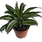 Dracaena Kanzi 12 Lik Saksıda