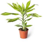 Dracaena - Lemon Lime
