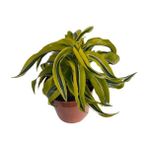 Dracaena Lemon Suprıse