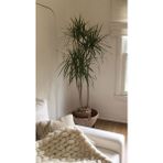 Dracaena Marginata Büyük Boy - Madagaskar Dragon Ağacı Üç Gövdeli Canlı Salon Bitkisi 130 - 150 cm