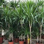 Dracaena Marginata Çiçeği 4 Gövdeli 150-160CM
