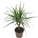 Dracaena Marginata (Dragon Ağacı)