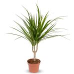 Dracaena Marginata - Tek Gövdeli Madagaskar Ağacı - Ev Ofis Salon Iç Mekan Bitkisi - 40 Cm