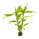 Dracaena Sanderiana Gold Saksı Canlı Bitki