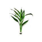 Dracaena Sanderiana Green Saksı Canlı Bitki