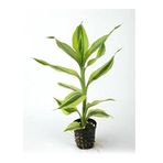 Dracaena Sanderiana White Saksı Canlı Bitki