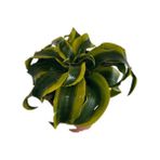 Dracaena Tornado 12 Lik Saksıda