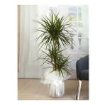 Dracena Marginata