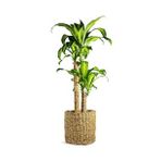 Dracena Massengena 2’li 100-120 cm