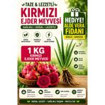 Dragon Fruit 1 KG Kırmızı Ejder Meyvesi + Köklü Saksısız Aloe Vera Fidanı Hediyeli