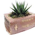 D'S Antik Voyage Kitap Tasarım Dekoratif Beton Saksı Ve Haworthia