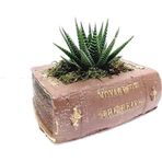 D'S Antik Voyage Kitap Tasarım Dekoratif Beton Saksı Ve Haworthia