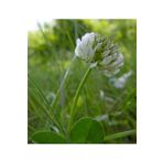 DSV Süs Yoncası ( Trifolium Repens )-bodur Yonca Tohumu- Taş Yonca Tohumu-1 Kg