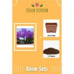 Du Nyanın En Hızlı Büyüyen Tomentasa Paulownia Ağacı Tohumu Ekim Seti