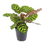 DUA ÇİÇEĞİ 2 ADET CALATHEA MAKOYANA - HEDİYELİK