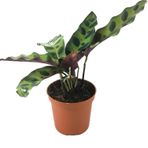 Dua Çiçeği - Calathea Lancifolia