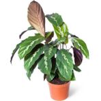 Dua Çiçeği Calathea Louisae 10-20 Cm