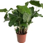 Dua Çiçeği - Calathea Network Musaica