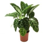Dua Çiçeği - Calathea Zebrina