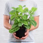 Dua Çiçeği (Maranta Kerchoveana) 20 cm