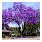 Dünyanın En Hızlı Büyüyen Tomentasa Paulownia Ağacı Tohumu (1000 tohum)