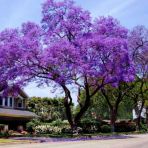 Dünyanın En Hızlı Büyüyen Tomentasa Paulownia Ağacı Tohumu ( 500 Tohum)