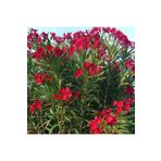 DURALÇİÇEKÇİLİK Kırmızı Zakkum Fidanı ( Nerium Oleander ) Bodur Zakkum