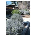 DURALÇİÇEKÇİLİK Zeytin Çalısı (TEUCRİUM FRUTİCANS AUSTRALİA)-çit Bitkisi