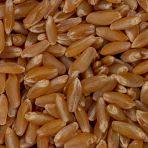 Durum Buğdayı 25 Kg