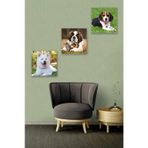 Düş Duvarı 3 Parça Yavru Köpek Desenli MDF Duvar Tablosu