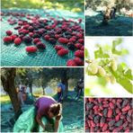 Dut Toplama Filesi – Yüzde 75LIK – Yeşil – Düz - 1.5 Metre x 16 Metre - Seçenek 1